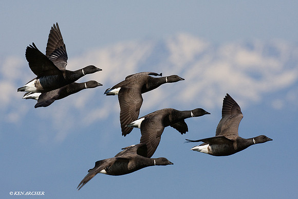 Black Brant Geese