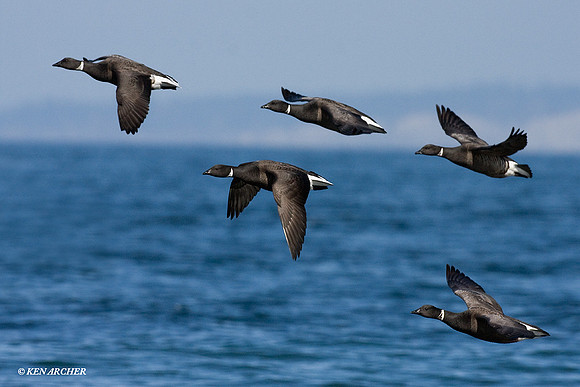 BKBT00370 Black Brant