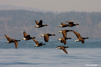 Black Brant Geese - BKBT00398