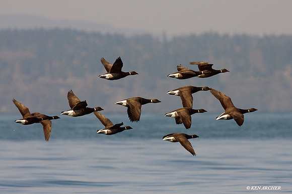 Black Brant Geese - BKBT00398