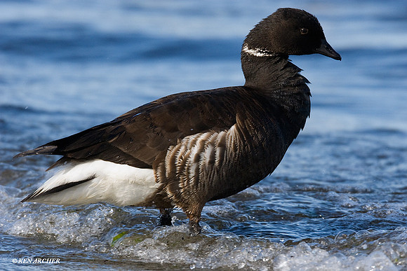 Black Brant - BKBT00076