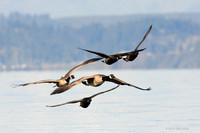 BKBT00523 Black Brant, Canada Geese