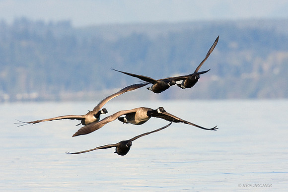 BKBT00523 Black Brant, Canada Geese