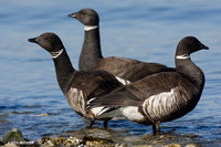 Black Brant Geese