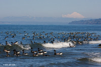 BKBT00695 Black Brant