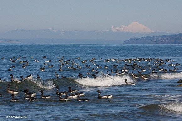 BKBT00695 Black Brant