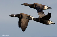 BKBT00560 Black Brant Geese