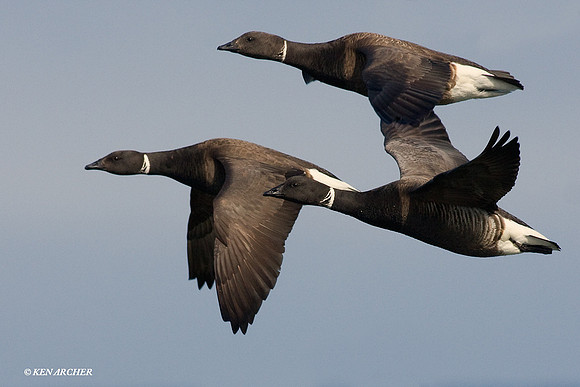 BKBT00560 Black Brant Geese