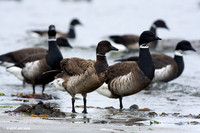BKBT00279 Black Brant