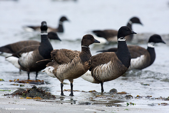BKBT00279 Black Brant