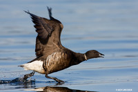 Black Brant