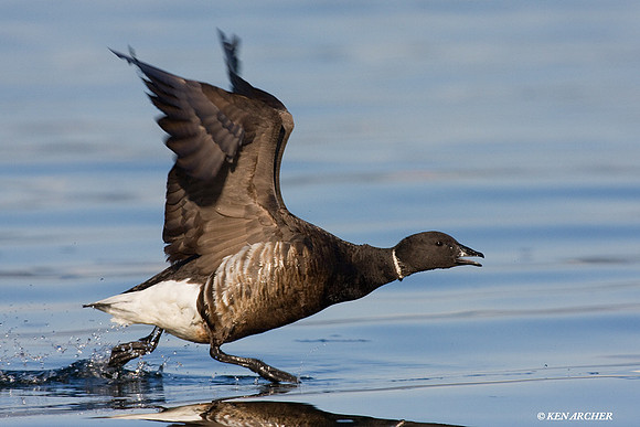 Black Brant