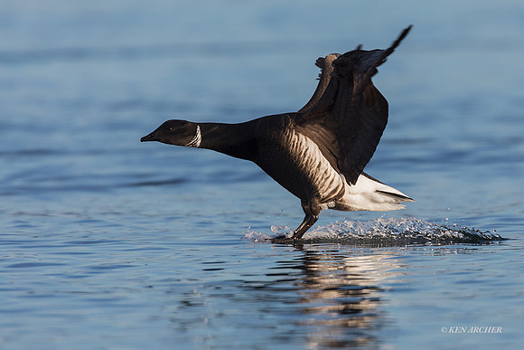 BKBT01182 - Black Brant