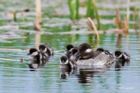 BD00191 - Bufflehead Duck
