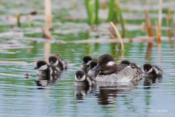 BD00191 - Bufflehead Duck