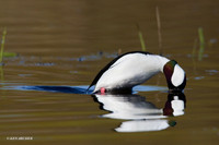 Bufflehead Duck Diving - BD00477