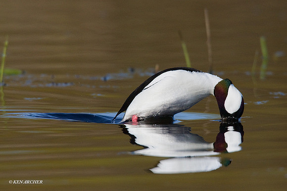 Bufflehead Duck Diving - BD00477