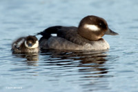 BD00213 Bufflehead Duck