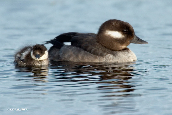 BD00213 Bufflehead Duck
