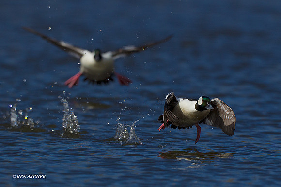 Bufflehead Drakes - BD00828