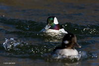 BD00514 Bufflehead Duck