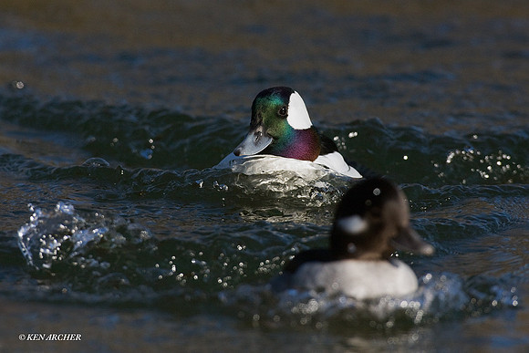 BD00514 Bufflehead Duck
