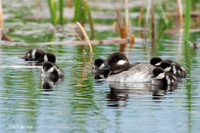BD00190 Bufflehead Duck