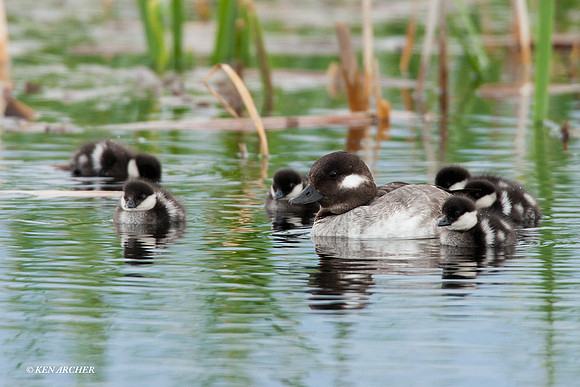 BD00190 Bufflehead Duck