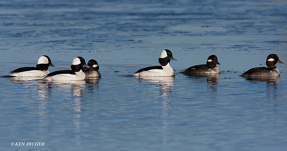 BD00585 Bufflehead Duck