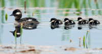 BD00167 Bufflehead Duck