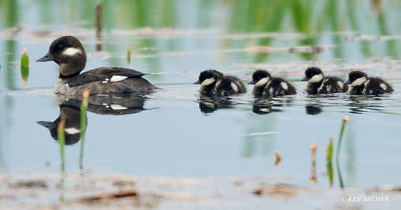 BD00167 Bufflehead Duck