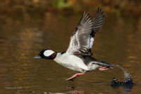 BD01173 _ Bufflehead Duck