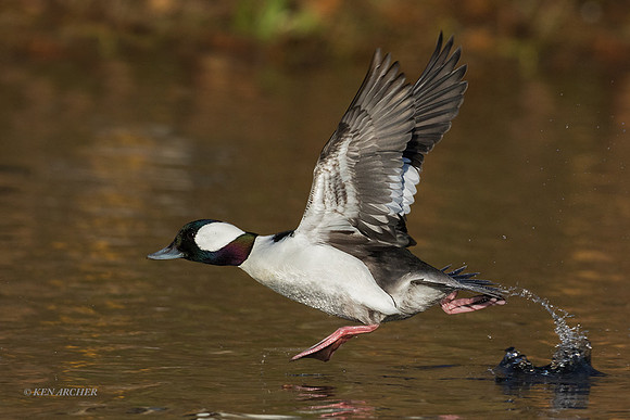 BD01173 _ Bufflehead Duck
