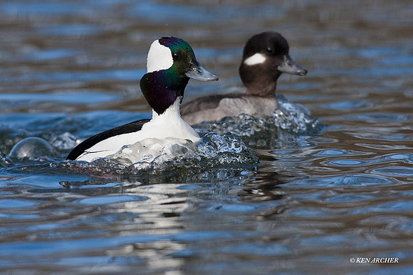 Bufflehead Duck Pair - BD00869