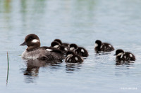 BD00180 Bufflehead Duck