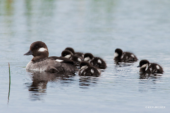 BD00180 Bufflehead Duck