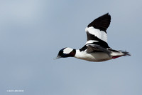 BD00611 Bufflehead Duck