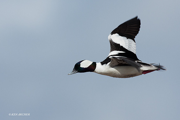 BD00611 Bufflehead Duck