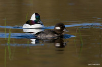 BD00483 Bufflehead Duck