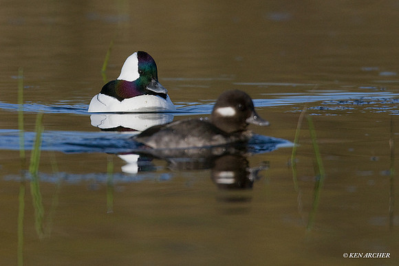 BD00483 Bufflehead Duck