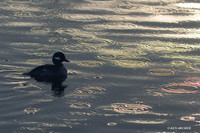 BD00159 Bufflehead Duck