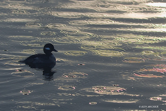 BD00159 Bufflehead Duck
