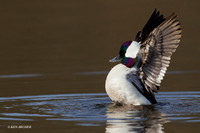 Bufflehead Drake - BD00827