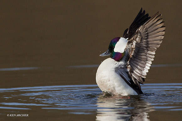 Bufflehead Drake - BD00827