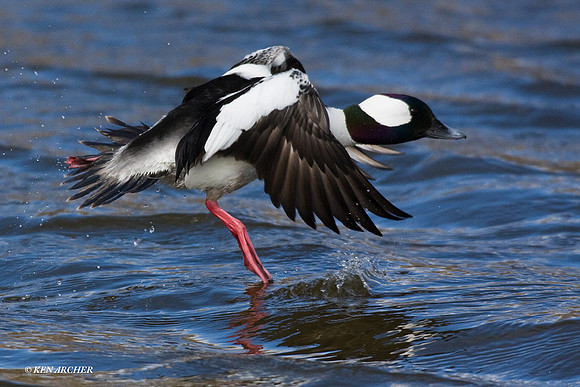 BD00667 Bufflehead Duck