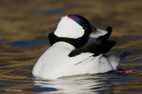 BD00358 Bufflehead Duck
