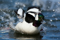 Bufflehead Duck - BD00881