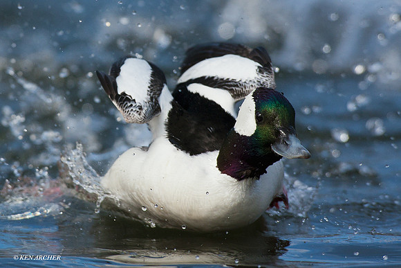 Bufflehead Duck - BD00881