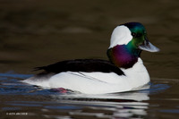 BD00293 Bufflehead Duck