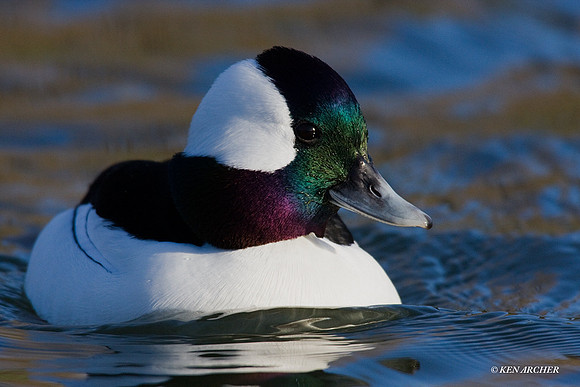 Bufflehead Duck - BD00232